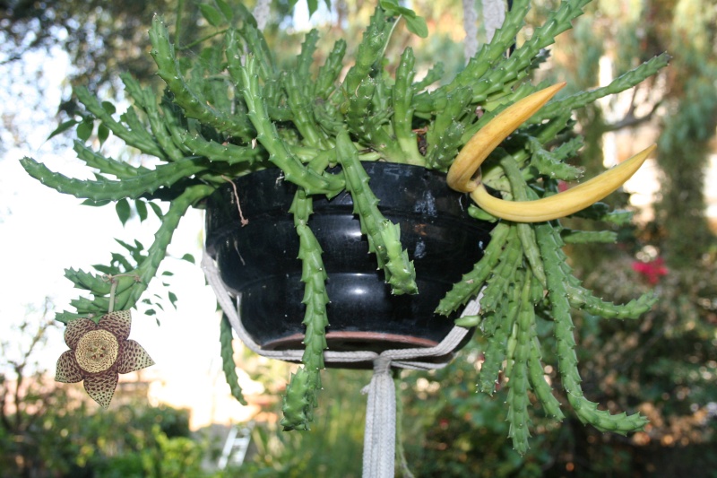 Stapelia variegata, pour le plaisir des yeux Stapel15