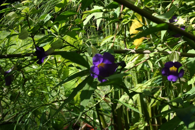 Thunbergia erecta Thunbe14