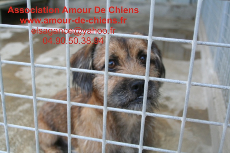 BASILE - X Teckel - Shitzu - 2 ans - Male - Dépt.13 A110