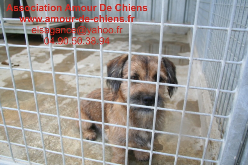 BASILE - X Teckel - Shitzu - 2 ans - Male - Dépt.13 A210