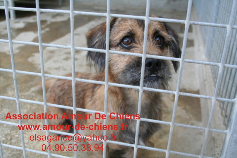 BASILE - X Teckel - Shitzu - 2 ans - Male - Dépt.13 A310