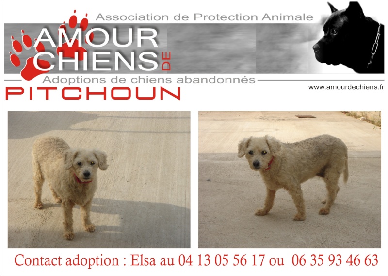 PITCHOUN - X Bichon - Femelle - 11 ans Pitcho10