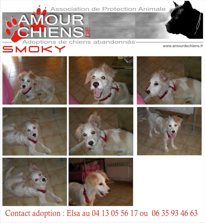 SMOKY 6 MOIS X GRIFFON DEP Adopté!!! Smoky10