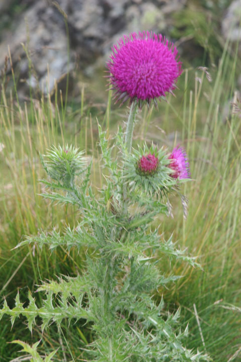 Fleurs de montagne Img_0212