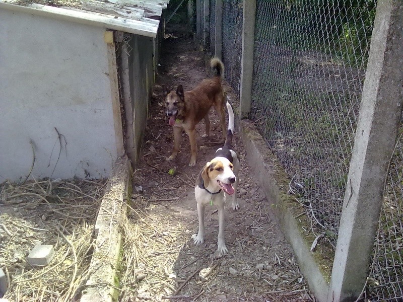 DISCO, croisé beagle mâle, 1 an 1/2 (45) 01072012