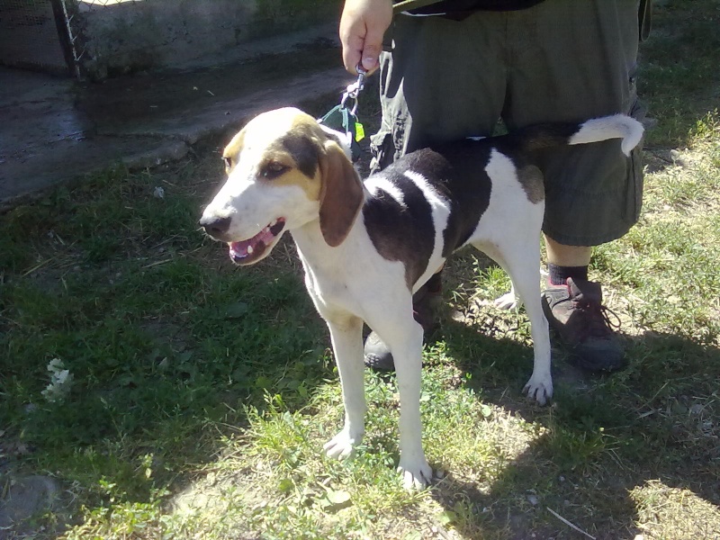 DISCO, croisé beagle mâle, 1 an 1/2 (45) 02072023