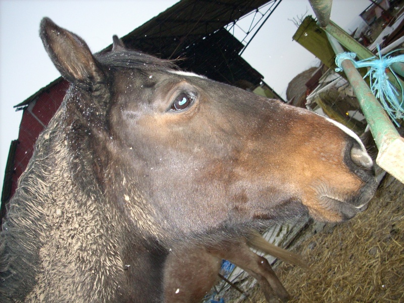 les chevaux de mes beaux parents Photo_10