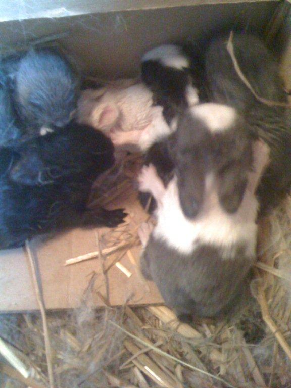 Bébés lapins  nains à l'adoption ou à reserver....  00210