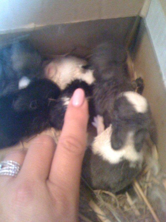 Bébés lapins  nains à l'adoption ou à reserver....  00310