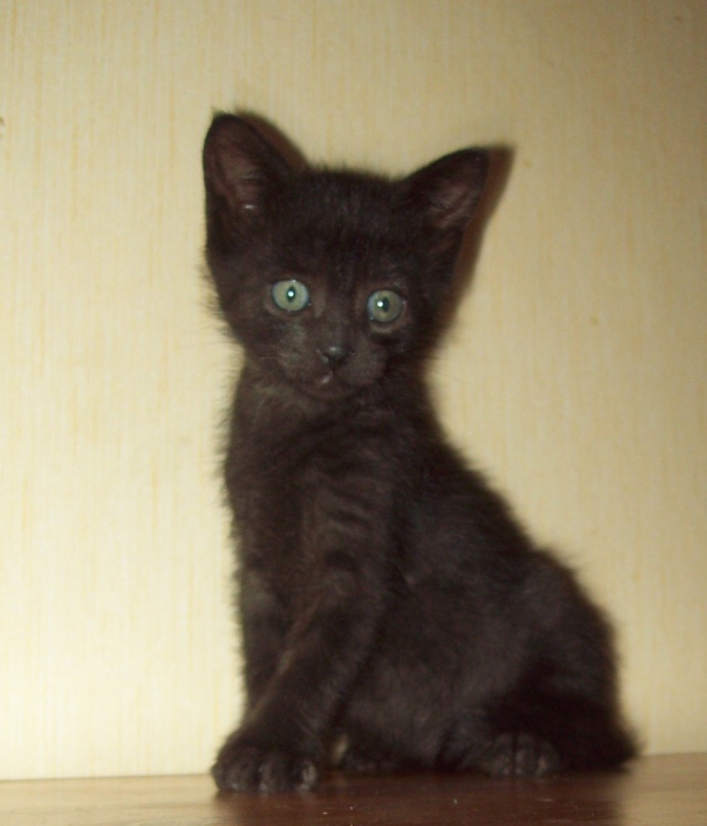 Choco! petit chaton male Noir! Choco10