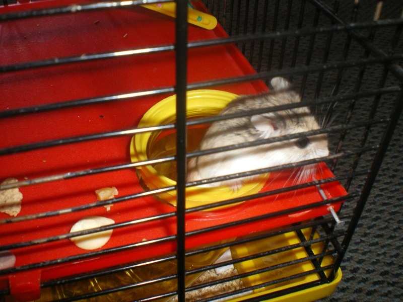 Crunch hamster roborowski femelle adopte par Ange_Blanc Crunch11