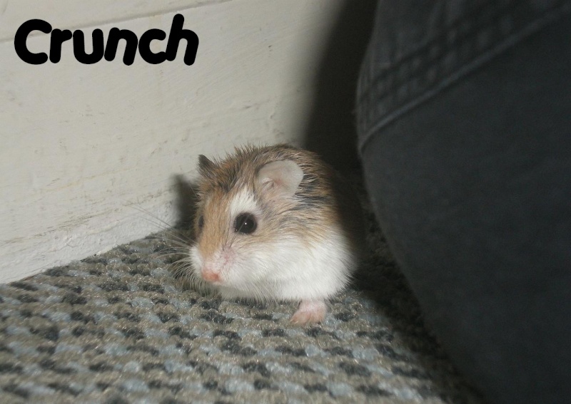 Crunch hamster roborowski femelle adopte par Ange_Blanc Crunch14