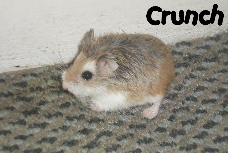 Crunch hamster roborowski femelle adopte par Ange_Blanc Crunch18