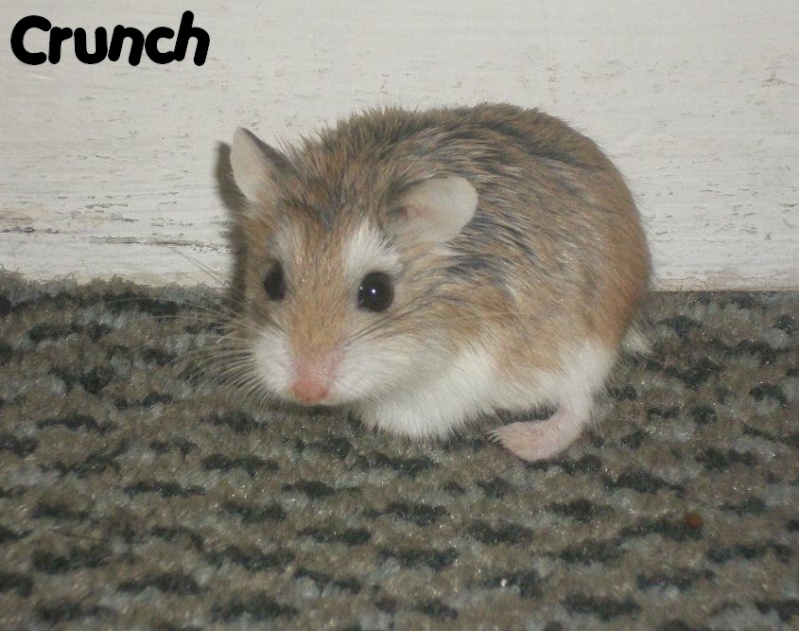 Crunch hamster roborowski femelle adopte par Ange_Blanc Crunch26