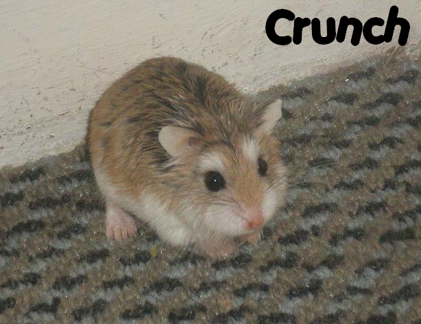 Crunch hamster roborowski femelle adopte par Ange_Blanc Crunch28