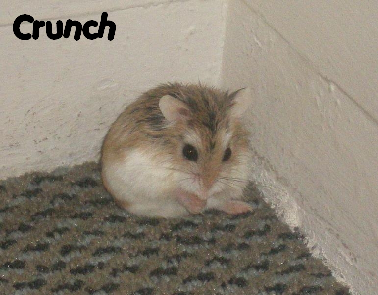 Crunch hamster roborowski femelle adopte par Ange_Blanc Crunch29