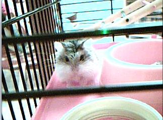 Crunch hamster roborowski femelle adopte par Ange_Blanc Hammm11