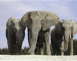 Zoo de Beauval (Loir et Cher) Beauva11