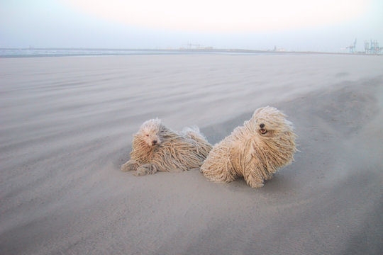 Nature et Animaux > Chiens > Le puli Chien-11