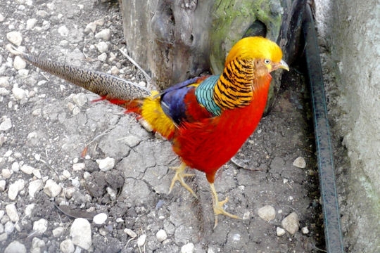 Animaux sauvages > Animaux aux couleurs chatoyantes Faisan10