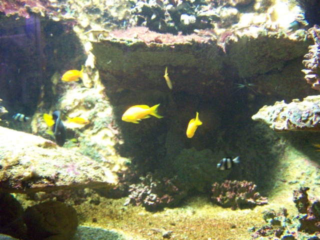 aquarium de vannes 100_3926