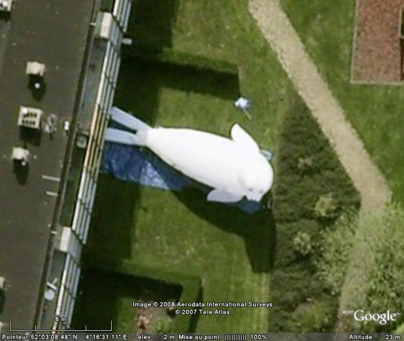 Phoque géant à La Haye, Hollande - Pays-Bas Animau10