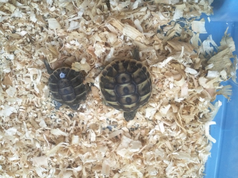 Identification de deux bébés tortues Img06510