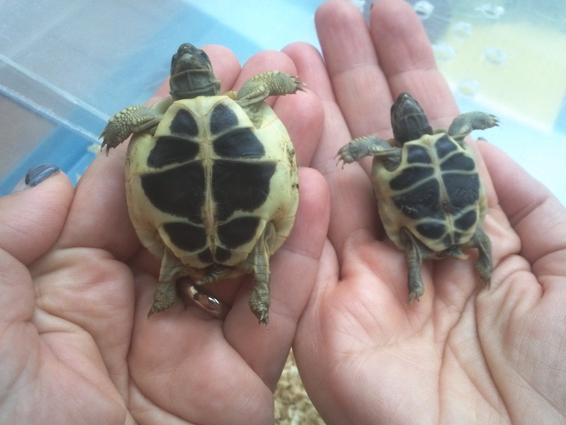 Identification de deux bébés tortues Img06710