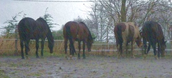 commentaires => nos chevaux et le deluge Deluge10