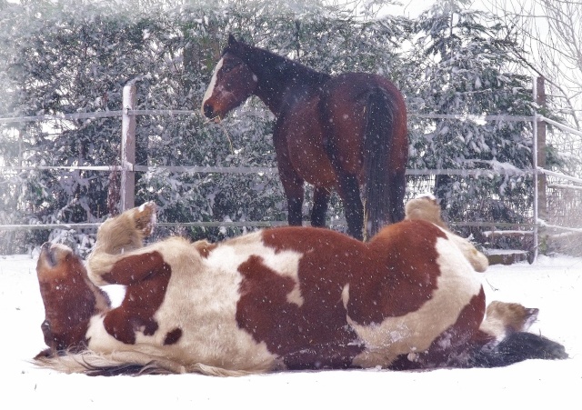 commentaires => nos chevaux et le deluge Soirir10