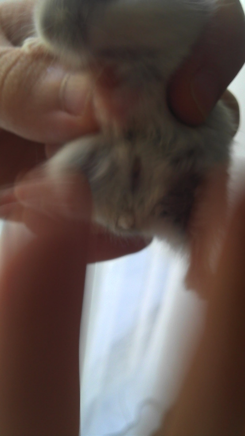 Sexe des bébés hamsters 2012-011