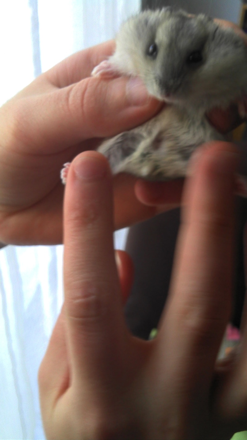 Sexe des bébés hamsters 2012-013