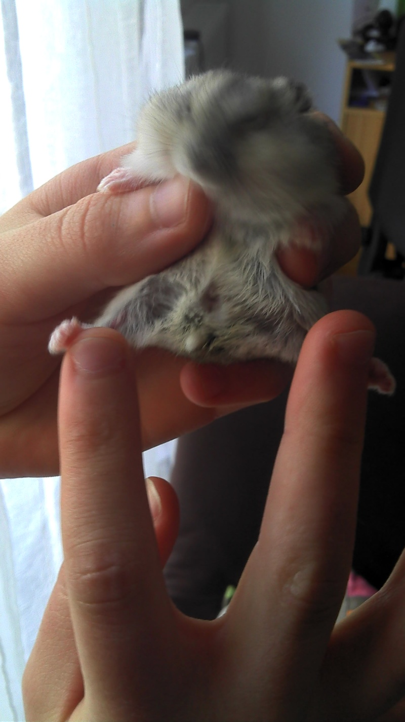 Sexe des bébés hamsters 2012-014