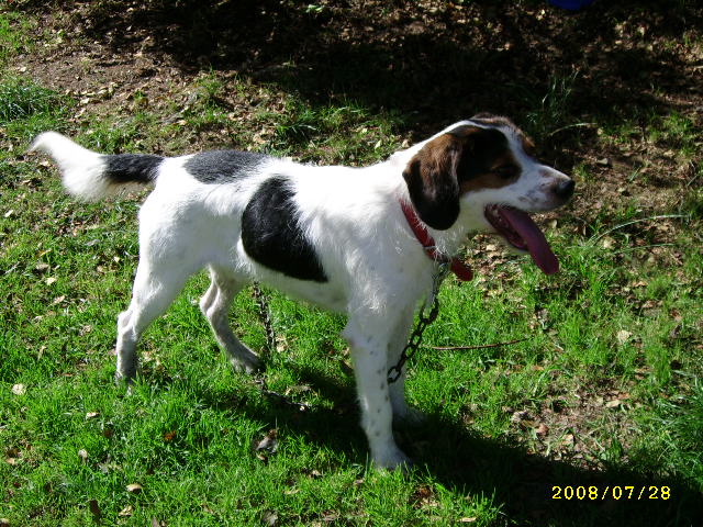 ADHOC, croisé beagle/griffon mâle, 5 ans 1/2 (56) Juil0811