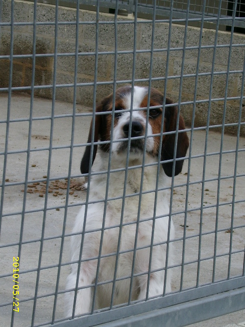 ADHOC, croisé beagle/griffon mâle, 5 ans 1/2 (56) Mai_0011