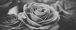 • • Annalynne D. Rose ; Relations Roses11