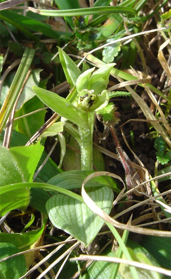 Ophrys araneola precoce Araneo12