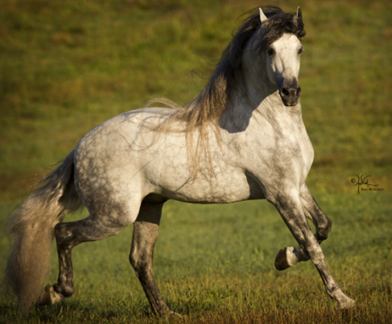 Epreuves d'équitation / Panneau d'affichage 30628210