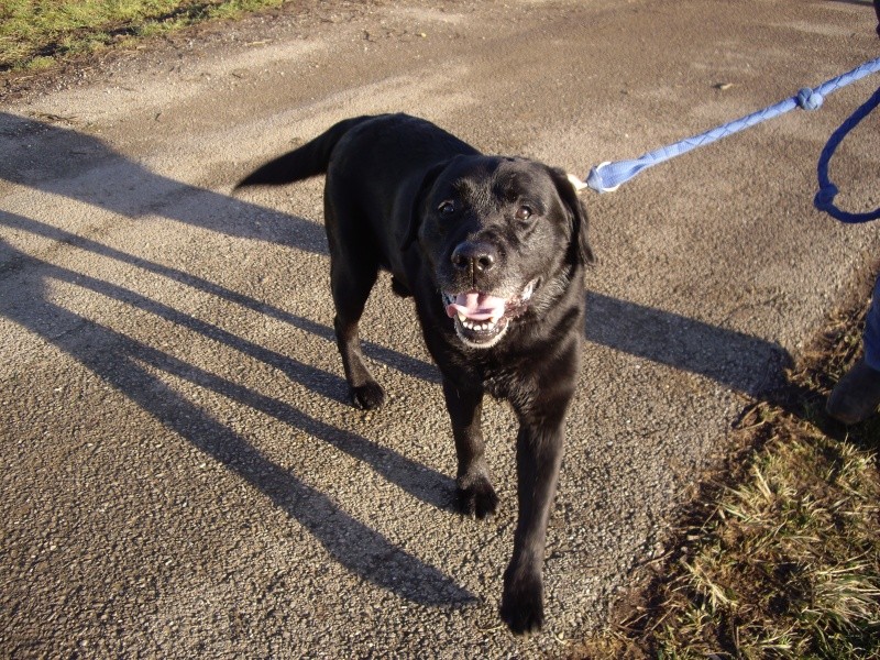 Naxi, labrador noir de 10 ans Naxi110