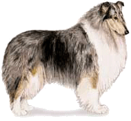 Le colley Collie13