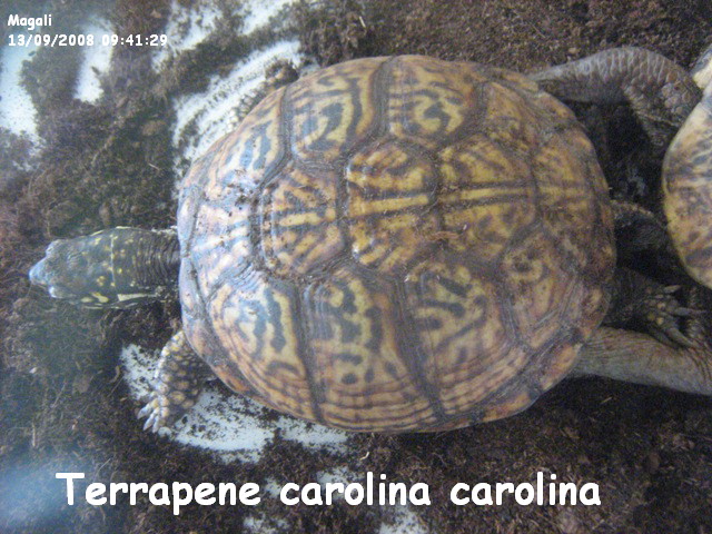 Fiche descriptive TERRAPENE Carolina / major / triunguis Img_3063