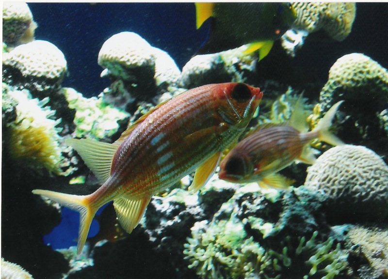 Quelques photos de l'aquarium de Monaco Numeri25