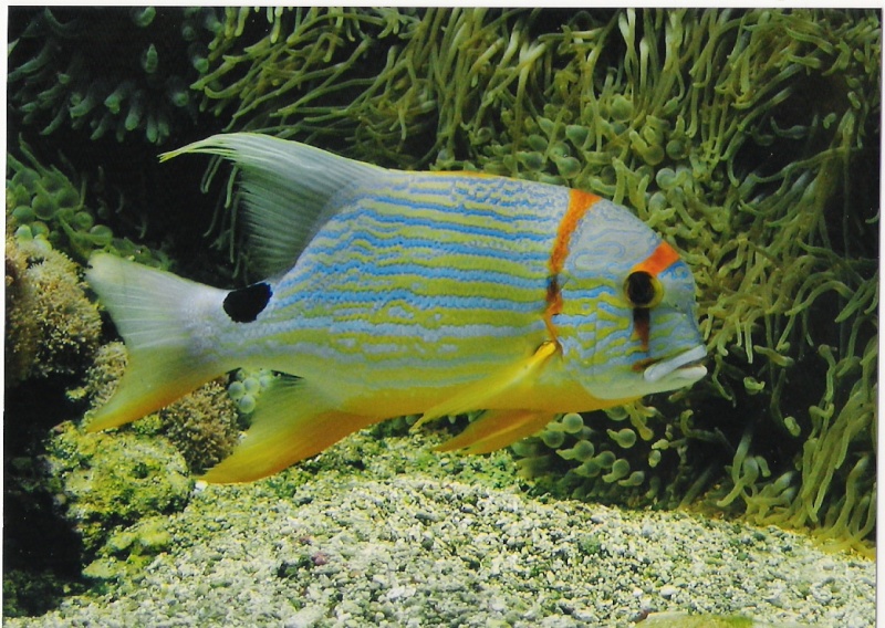 Quelques photos de l'aquarium de Monaco Numeri26