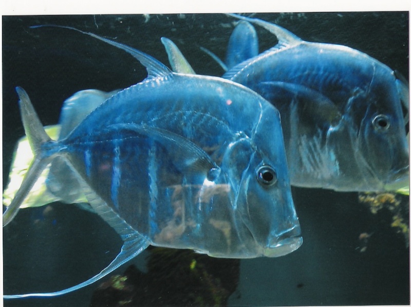 Quelques photos de l'aquarium de Monaco Numeri34