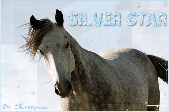 ~ ExpowWw de SilverMoon !i! ~ Grey-h11