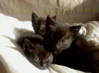 4 beaux BB chats noirs Sans_t13