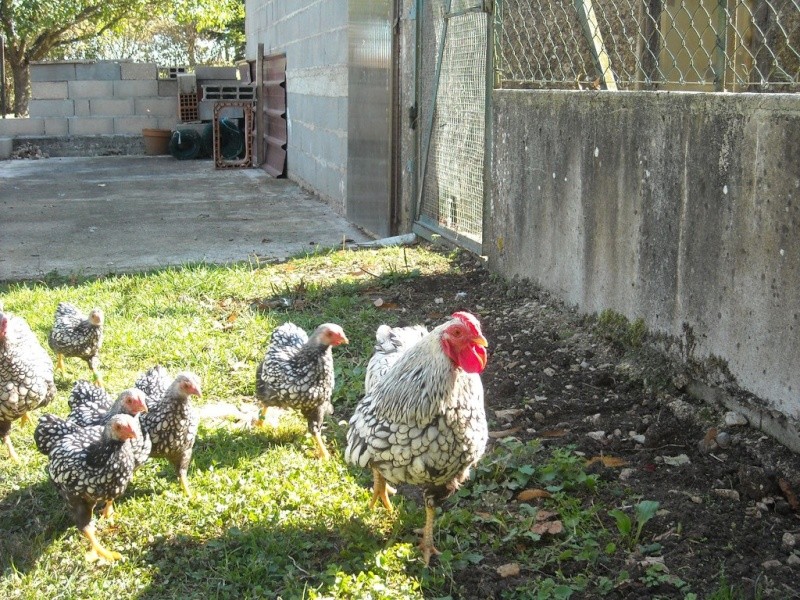 wyandotte argenté Naine dans l' YONNE 20121055