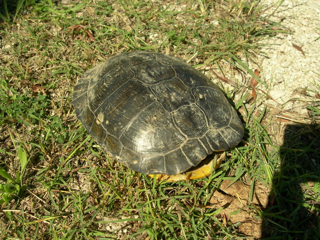 conseils pour une tortue de Floride ? Dscn6828