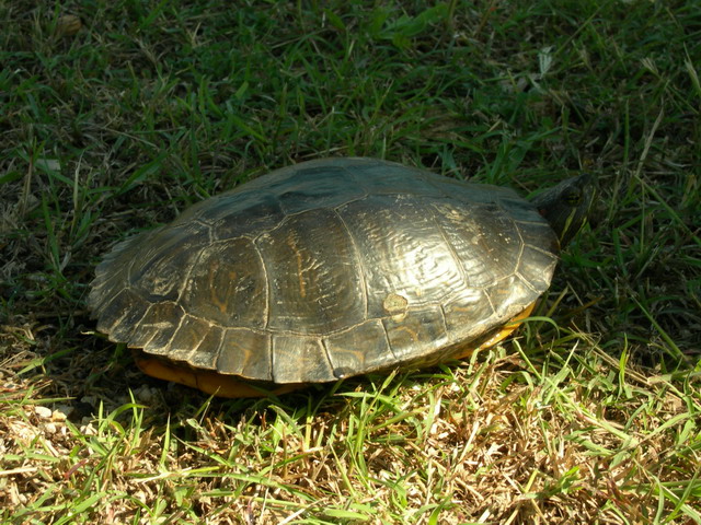 conseils pour une tortue de Floride ? Dscn6832