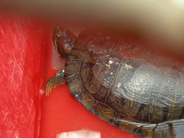 conseils pour une tortue de Floride ? Dscn6836